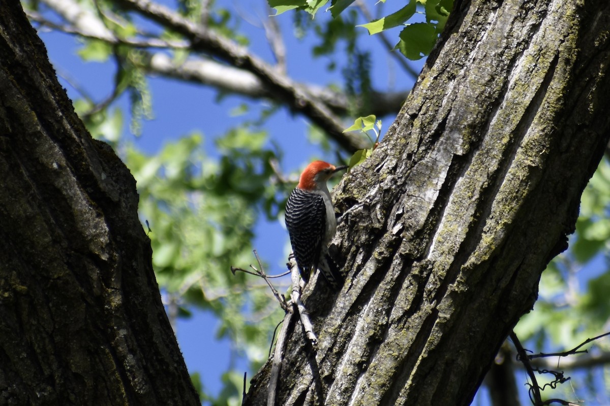 Kızılca Karınlı Ağaçkakan - ML634546827
