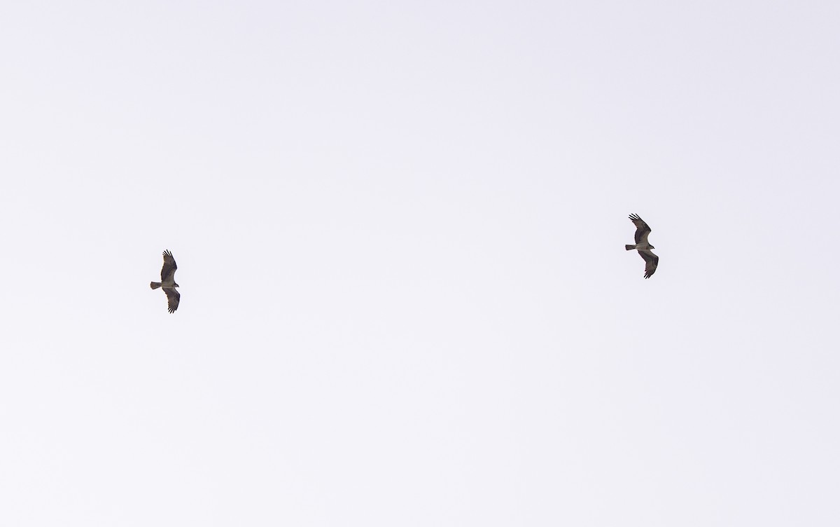 orlovec říční - ML634546832