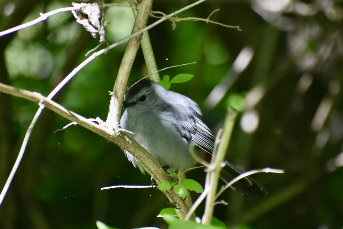 Gri Kedikuşu - ML634546874