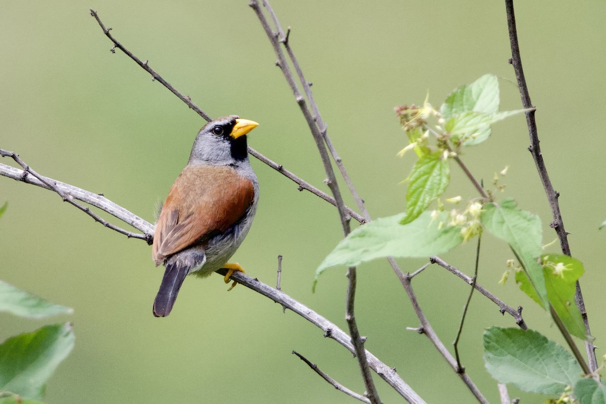 Great Inca-Finch - Steve Bielamowicz