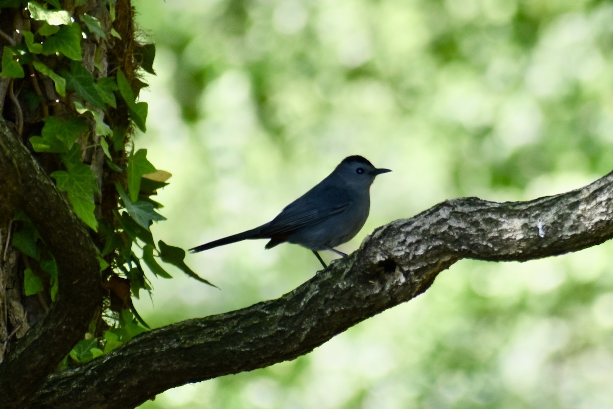 Gri Kedikuşu - ML634546902