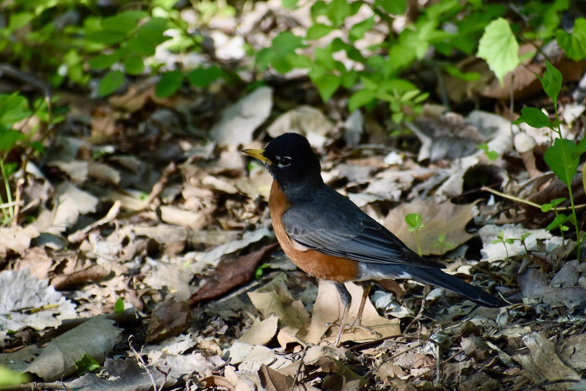 Göçmen Ardıç - ML634546992
