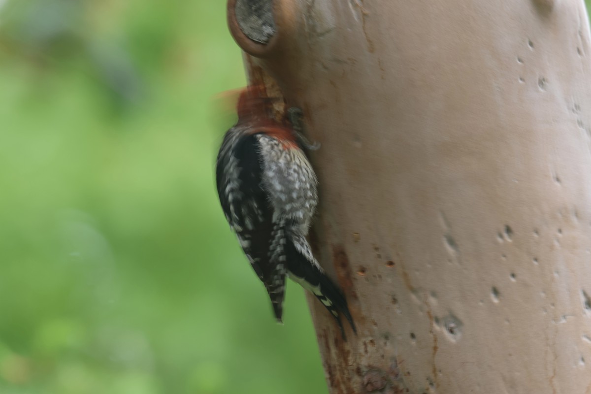 Red-breasted Sapsucker - ML634547000