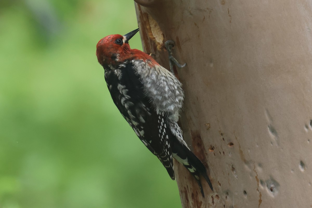 Red-breasted Sapsucker - ML634547005