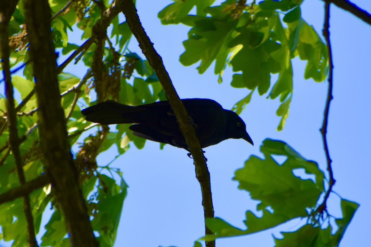 Mor Kiskal - ML634547028