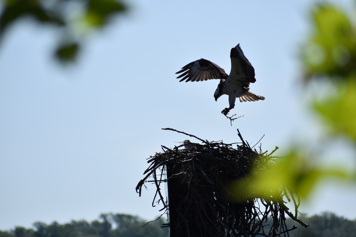 Balık Kartalı - ML634547070