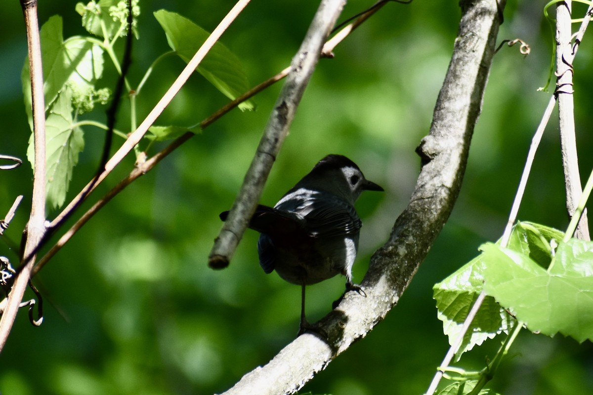 Gri Kedikuşu - ML634547124