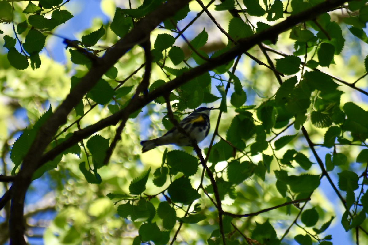 Taçlı Ötleğen - ML634547158