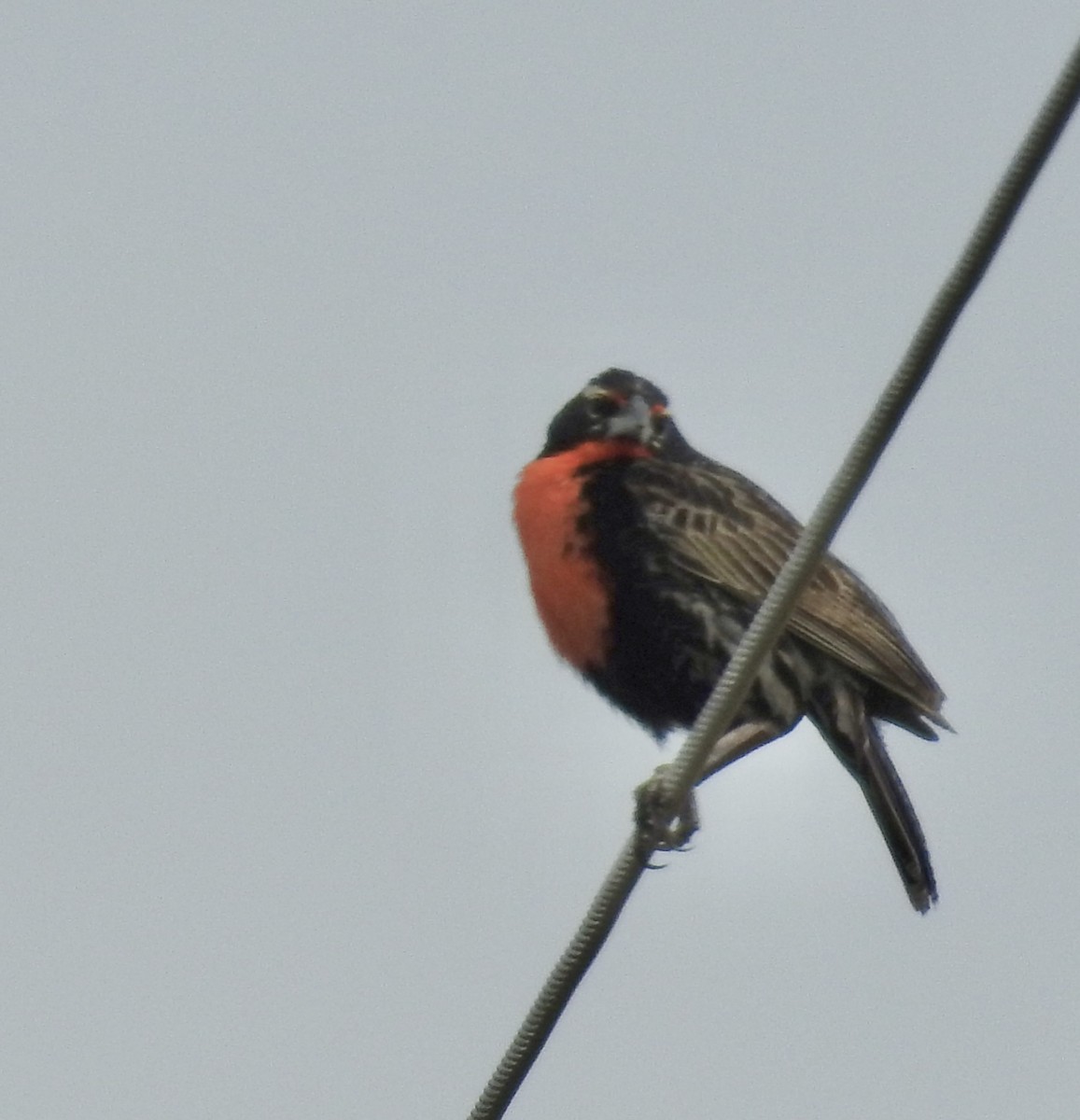 Peruvian Meadowlark - ML634547372