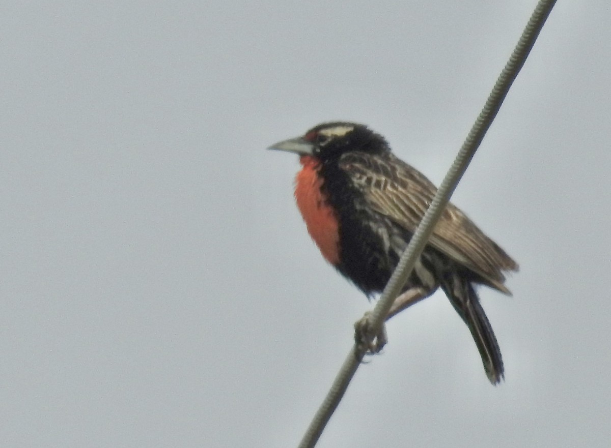 Peruvian Meadowlark - ML634547373