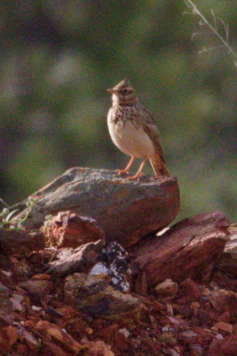 Crested Lark - ML634547419