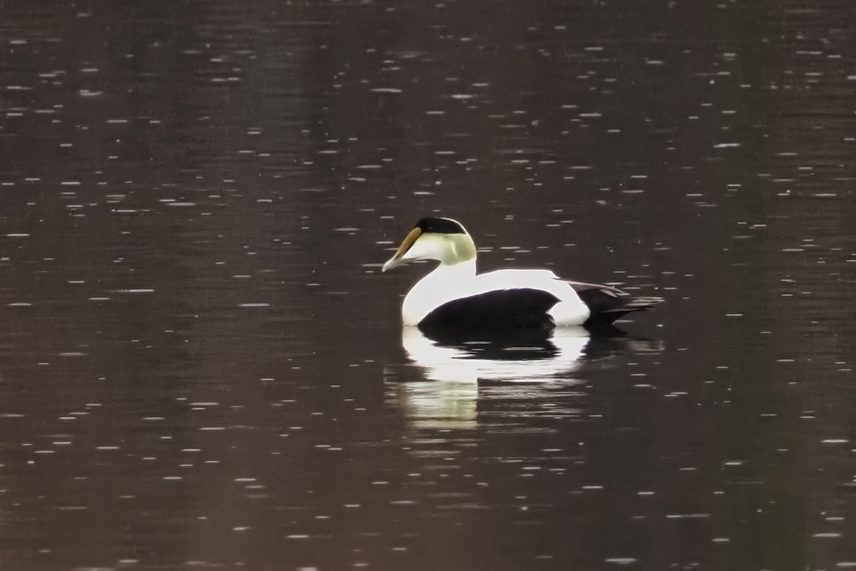 Пухівка зеленошия - ML634547568