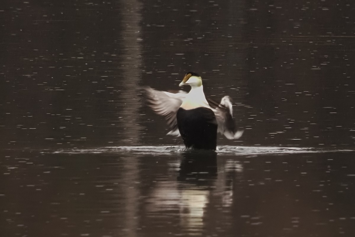 Пухівка зеленошия - ML634547569