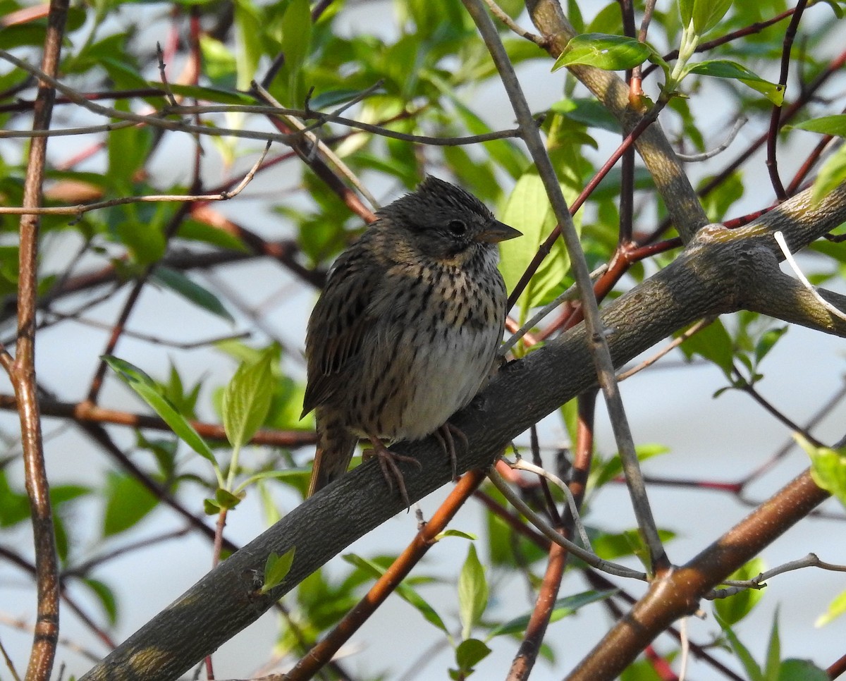 Lincoln's Sparrow - ML634547582