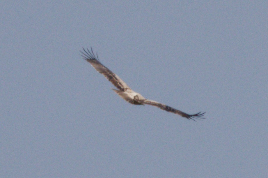 Eurasian Griffon - ML634547618