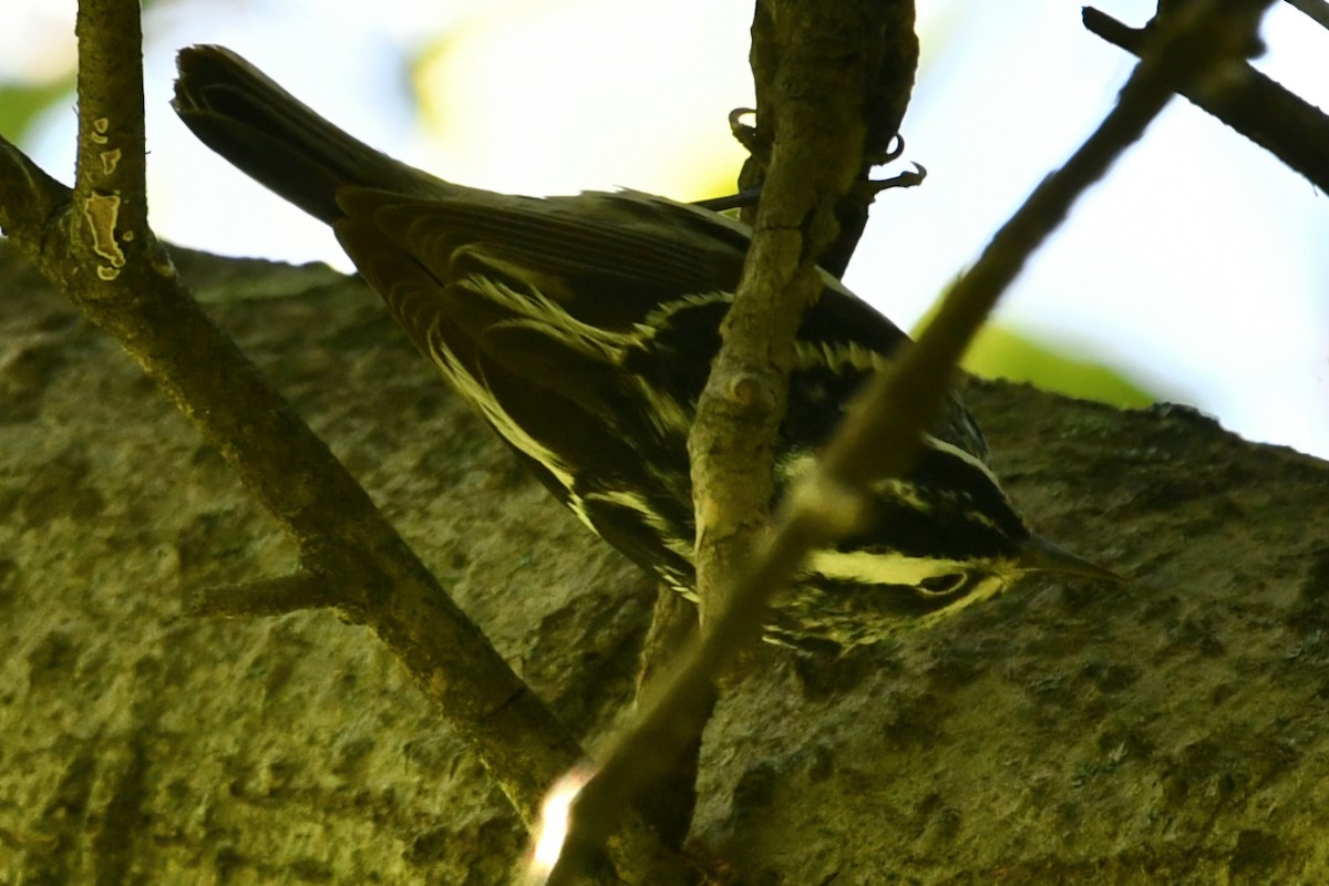 lesňáček černobílý - ML634547721