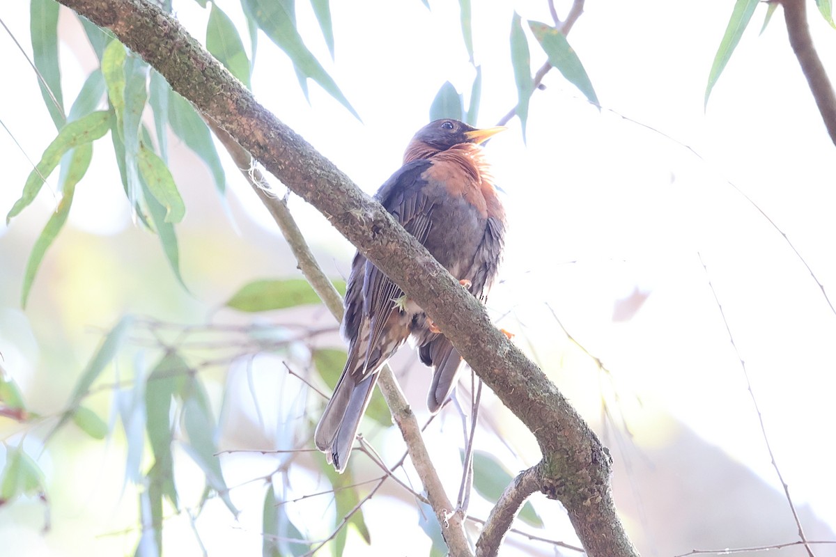 Rufous-collared Robin - ML634547726