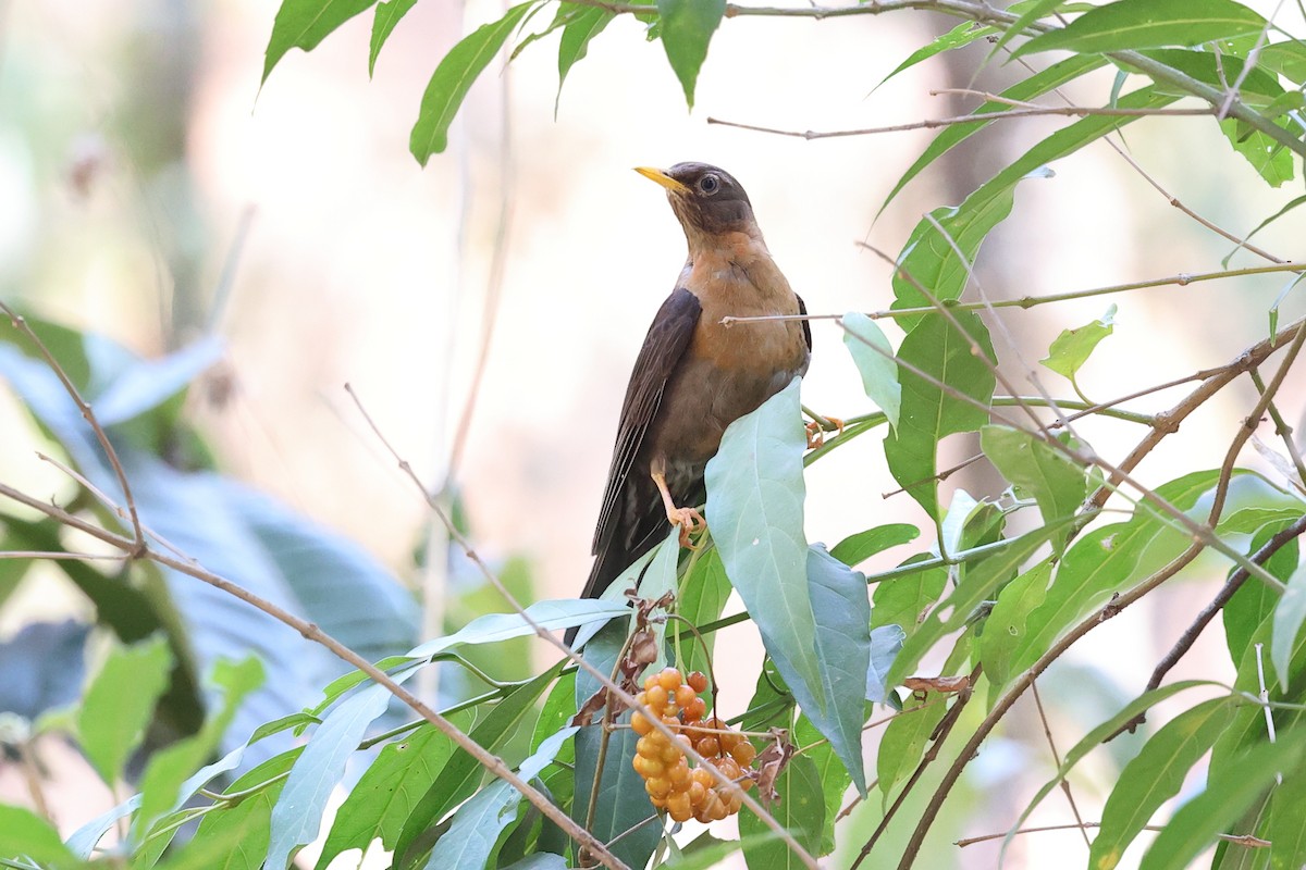 Rufous-collared Robin - ML634547728