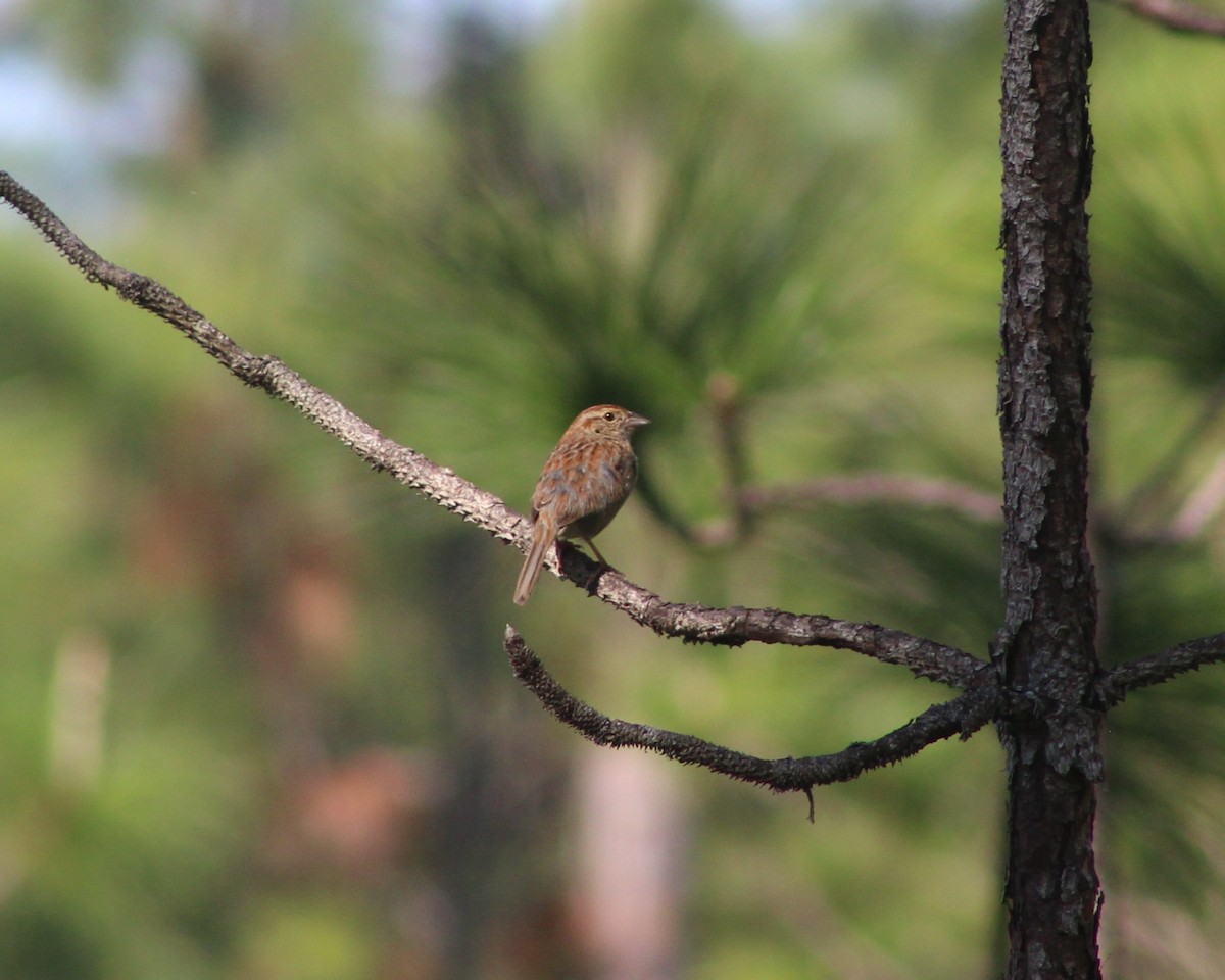 Bachman's Sparrow - ML634547761