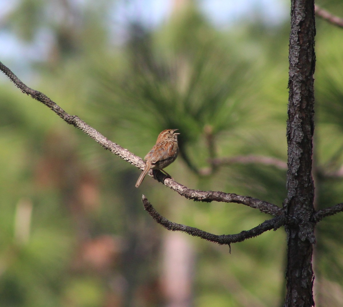 Bachman's Sparrow - ML634547778
