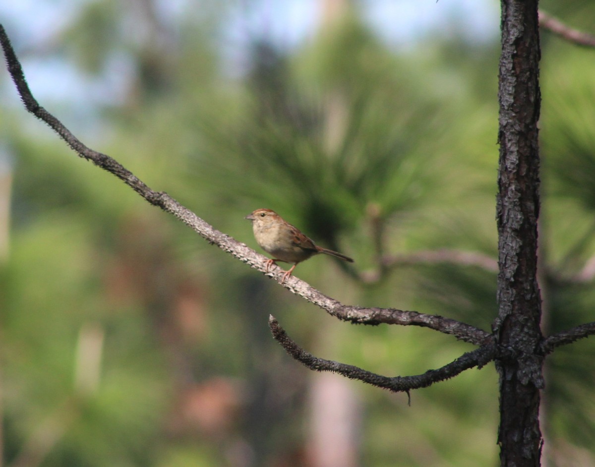 Bachman's Sparrow - ML634547782