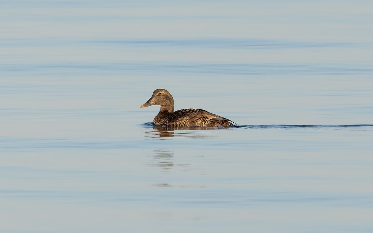 Common Eider (Dresser's) - ML634547810