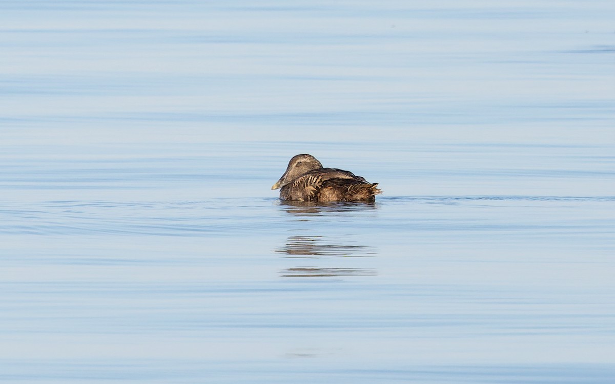 Common Eider (Dresser's) - ML634547811