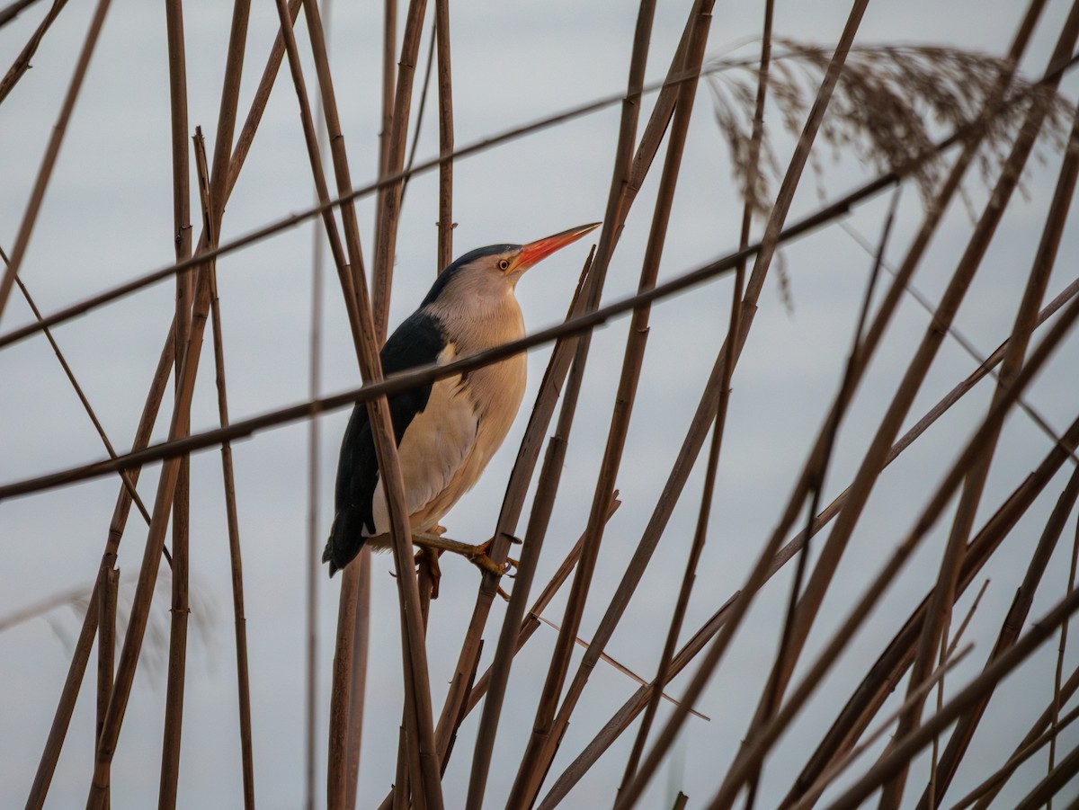 Little Bittern - ML634547840