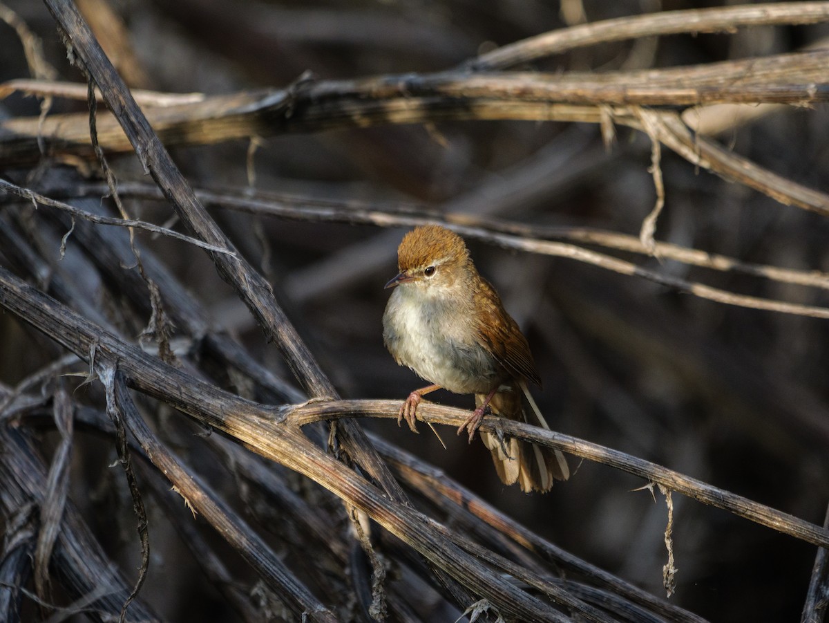Cetti's Warbler - ML634547885