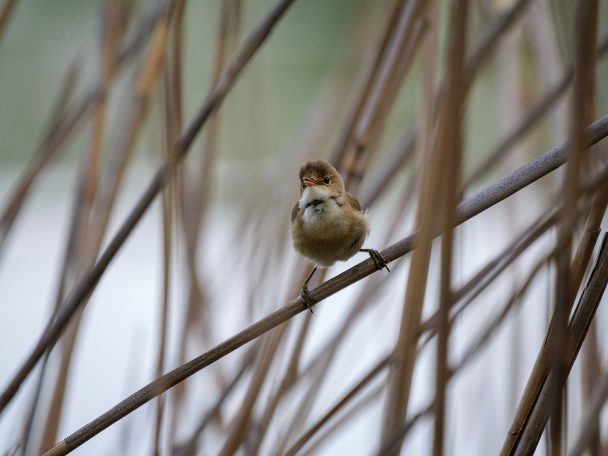 Common Reed Warbler - ML634547907