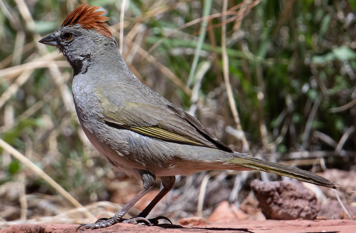 Green-tailed Towhee - ML634547912