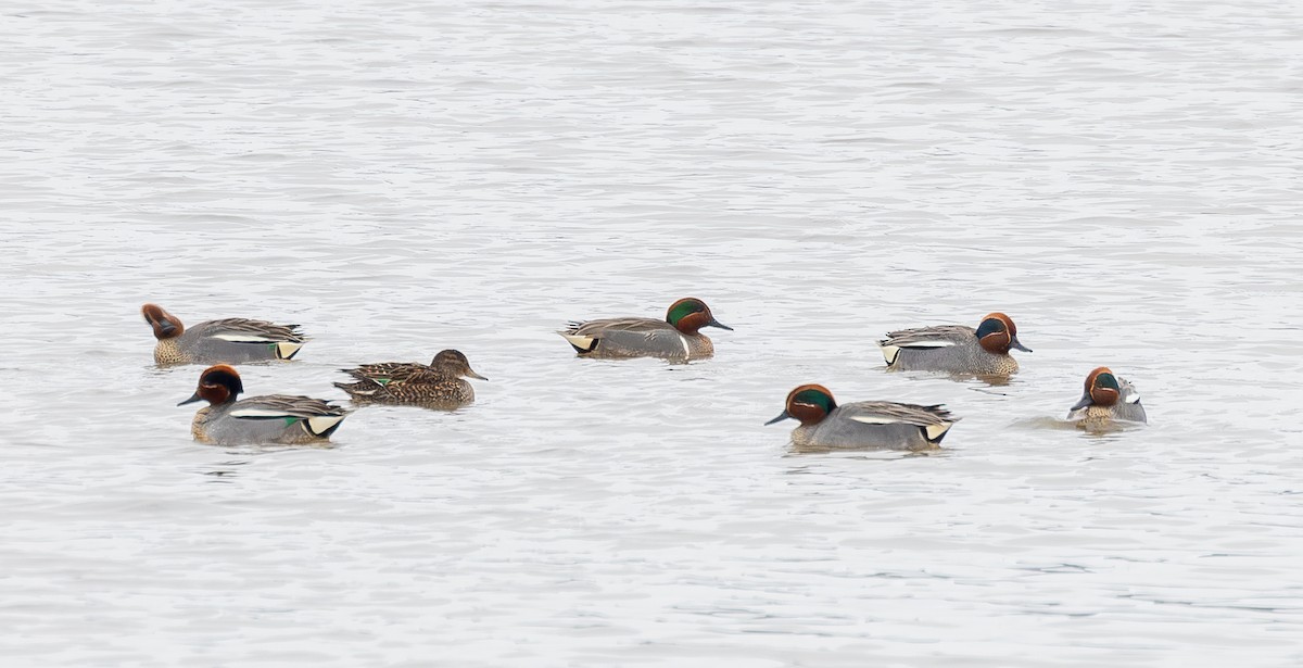 Green-winged Teal (American) - Edna Mosand