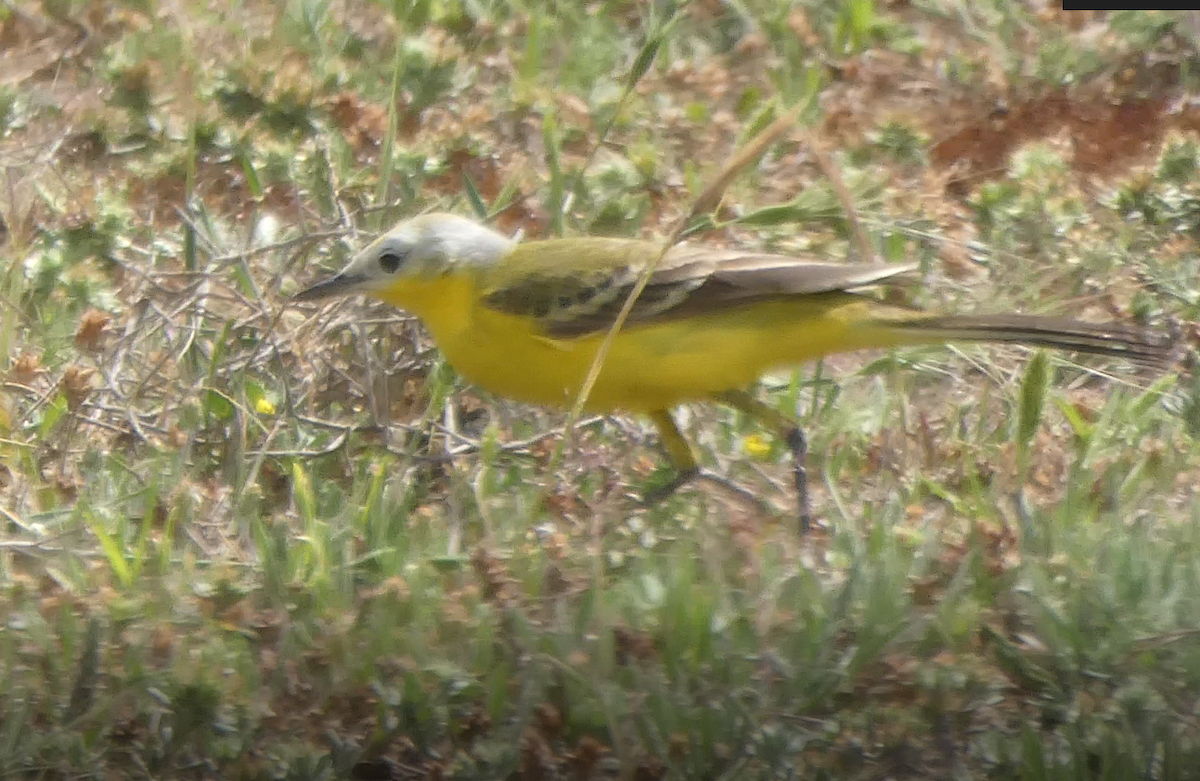 Western Yellow Wagtail (leucocephala) - ML634548083