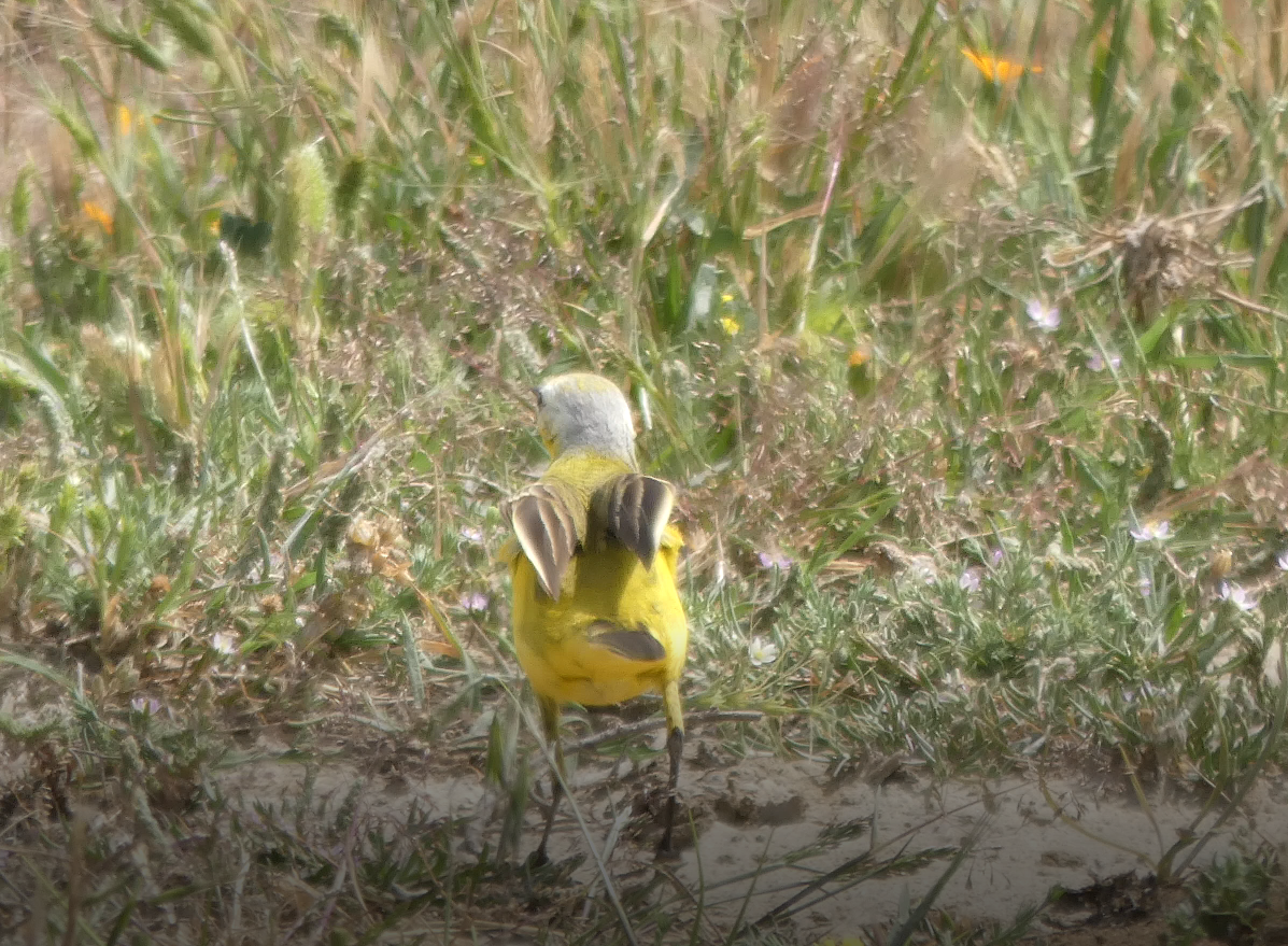 Western Yellow Wagtail (leucocephala) - ML634548084