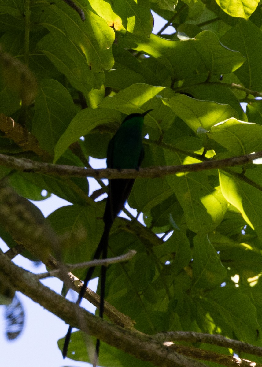 Black-billed Streamertail - ML634548126