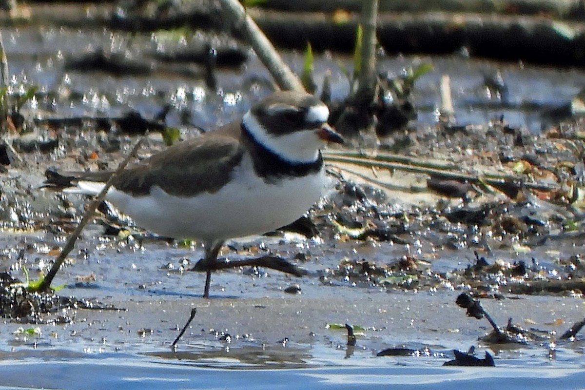 Semipalmated Plover - ML634548128