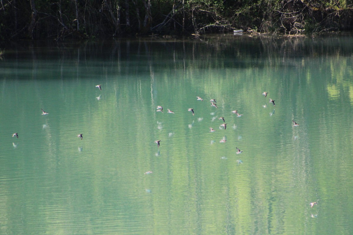 Common Sandpiper - ML634548327