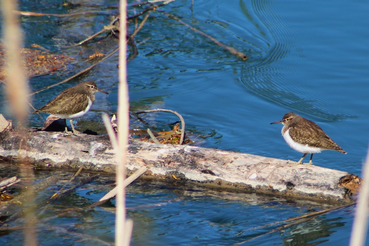 Common Sandpiper - ML634548340
