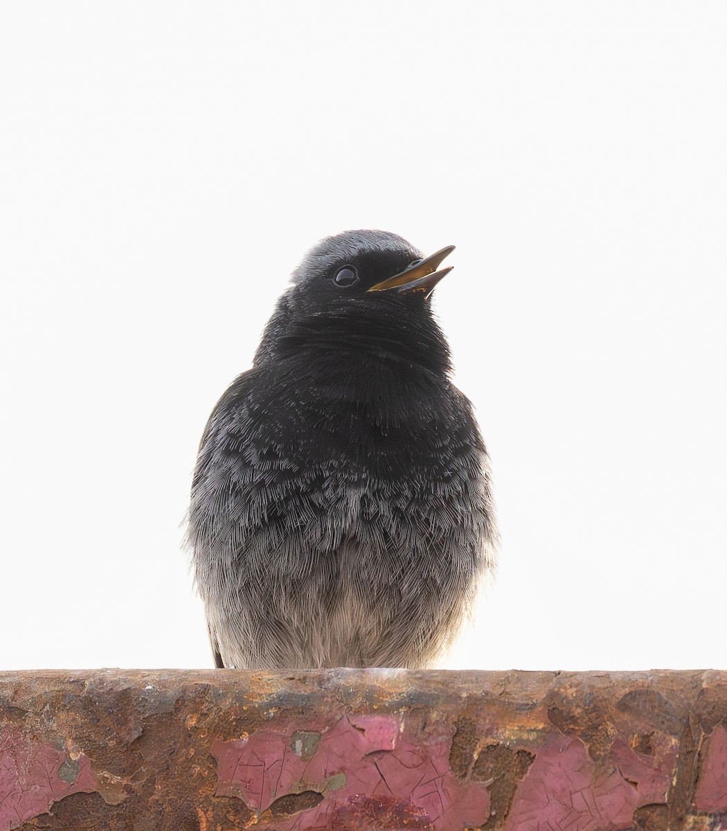 Мойлон гал сүүлт - ML634548341