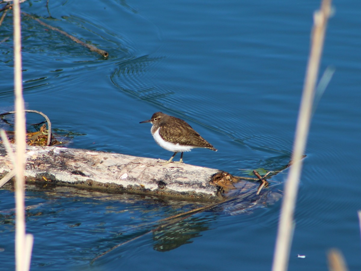 Common Sandpiper - ML634548349
