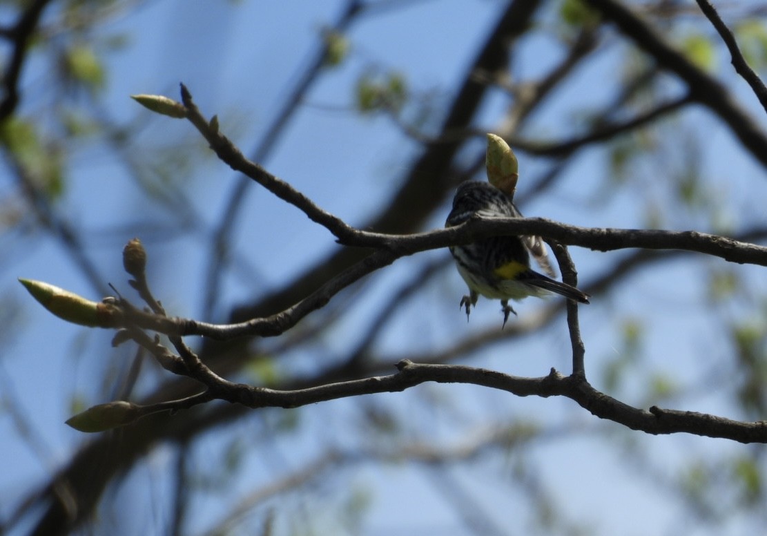 Yellow-rumped Warbler - ML634548390