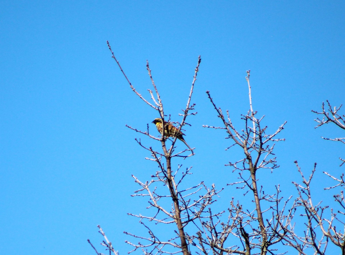 Cirl Bunting - ML634548401