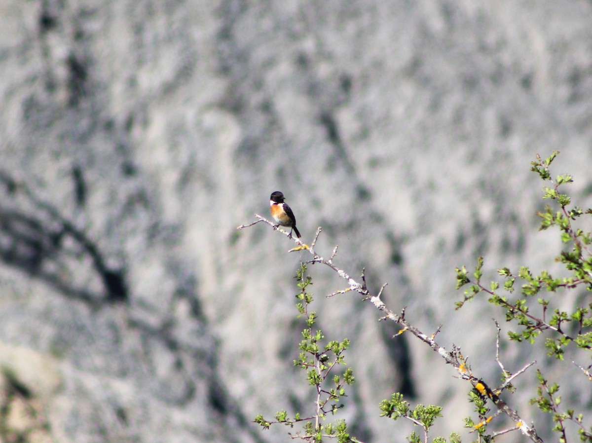 European Stonechat - ML634548416