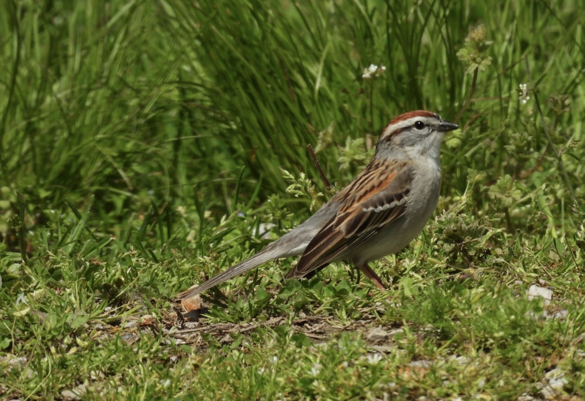 Chipping Sparrow - ML634548426