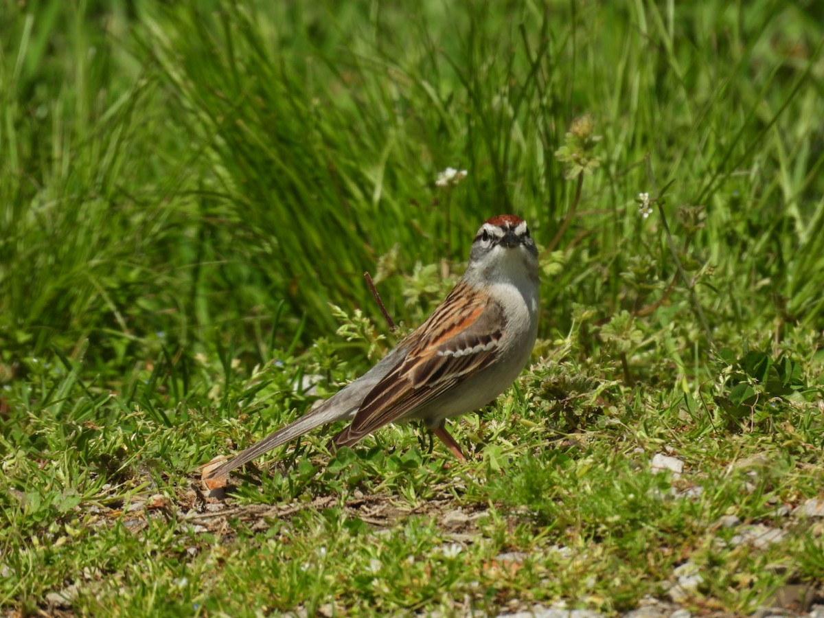 Chipping Sparrow - ML634548427