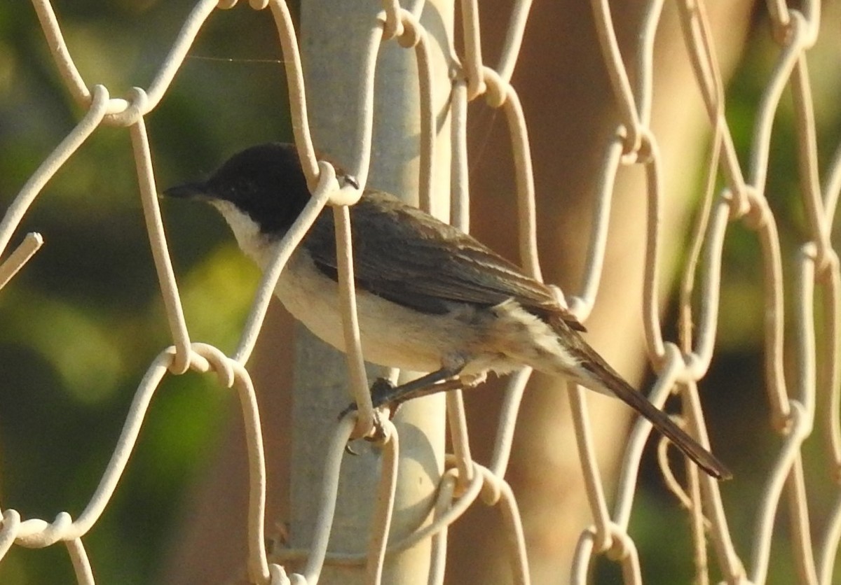 Arabian Warbler - ML634548441