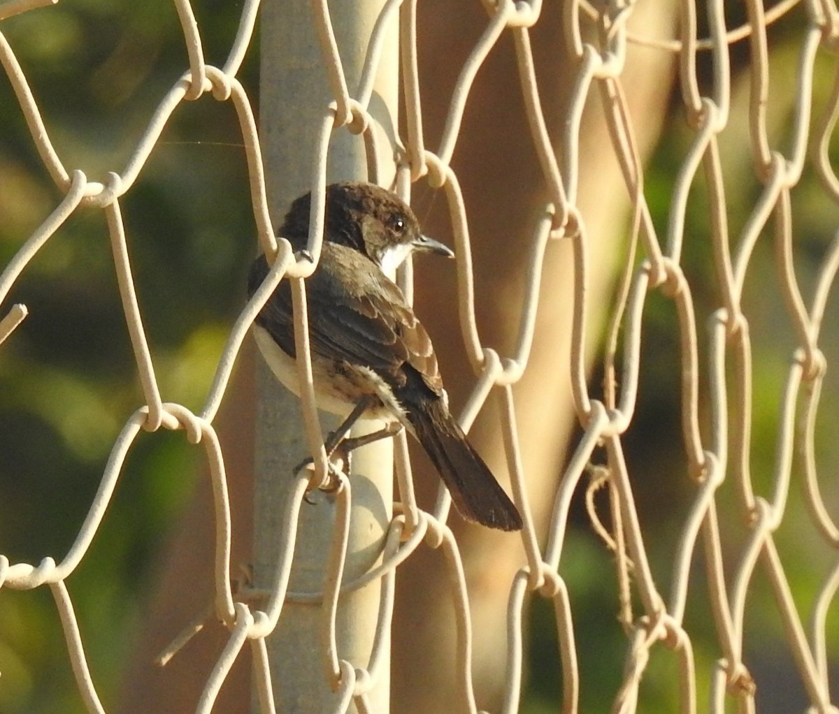 Arabian Warbler - ML634548442