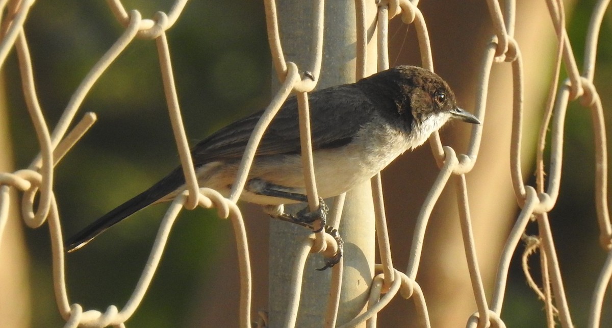 Arabian Warbler - ML634548443