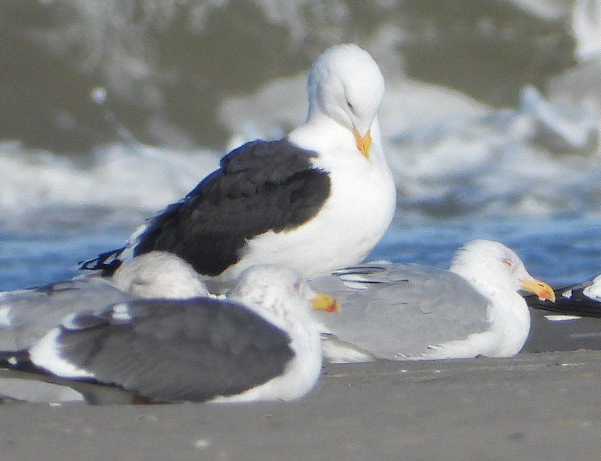 Great Black-backed Gull - ML634548457