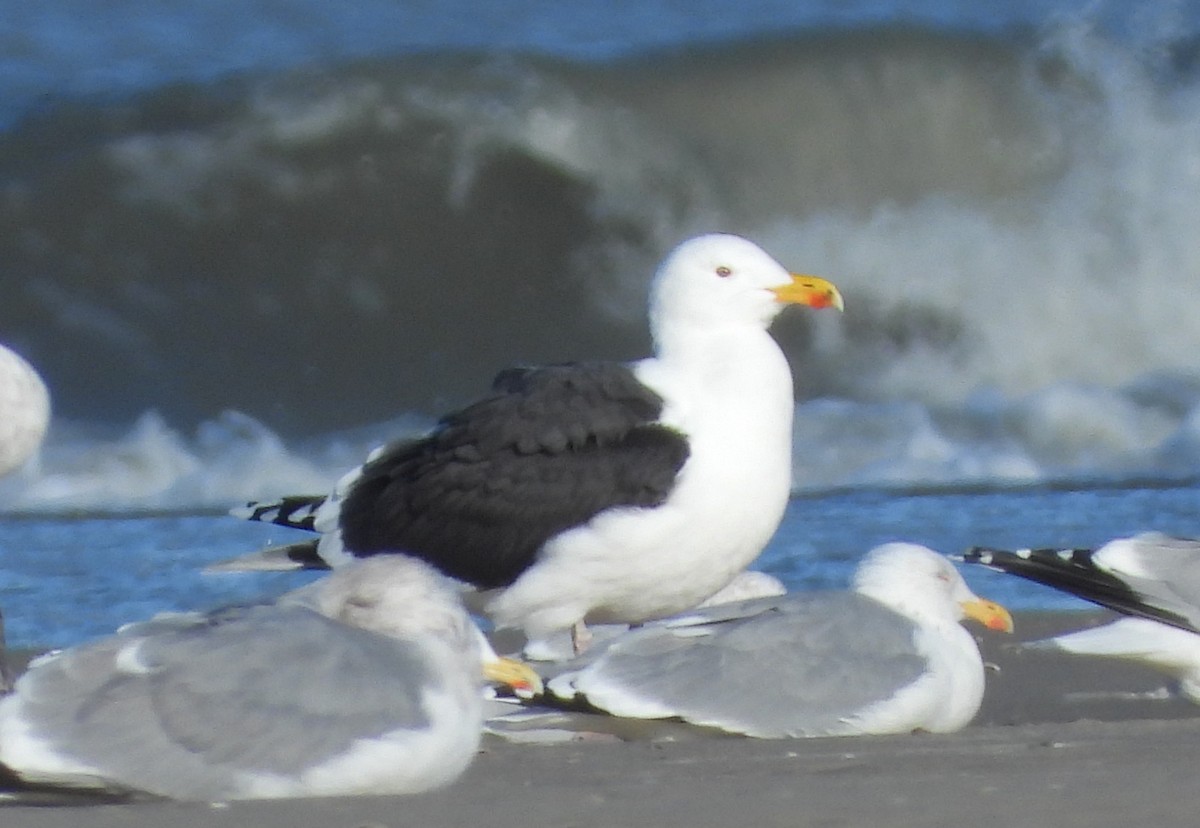 Great Black-backed Gull - ML634548458